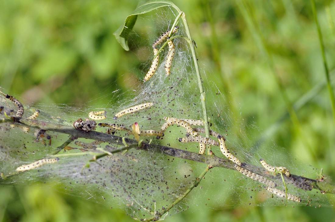 Yponomeuta evonymella bruco